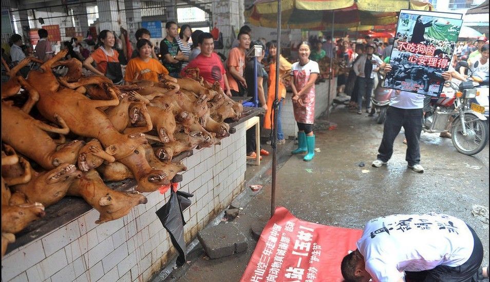 广西狗肉节将屠杀10万只狗
