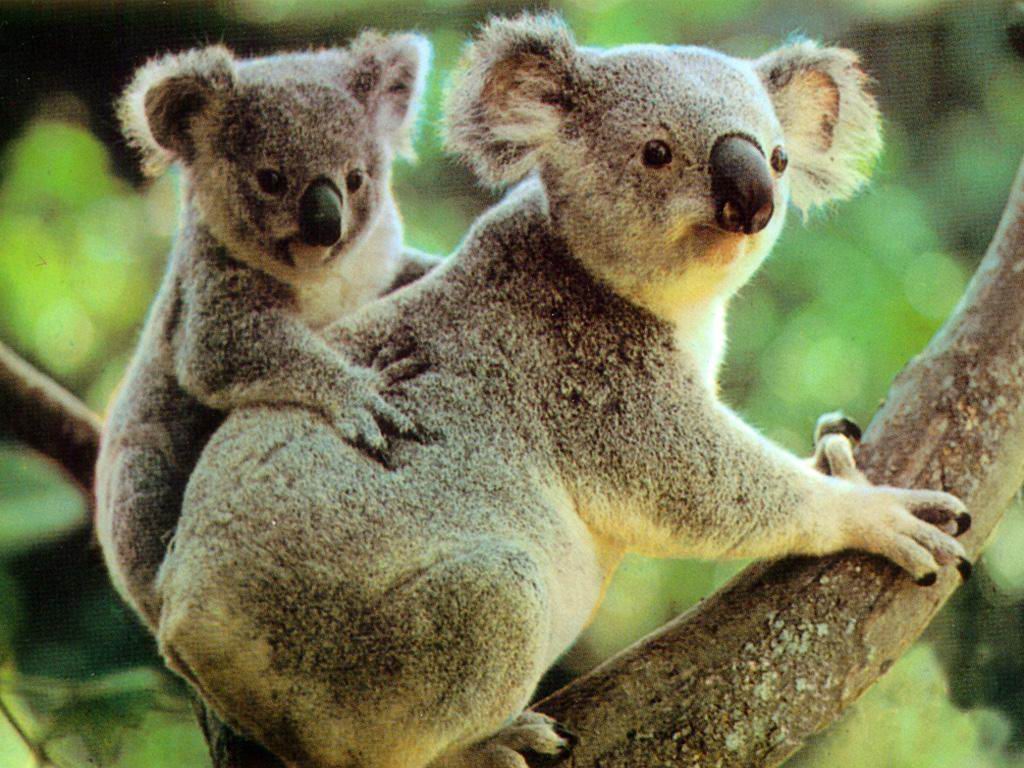两只考拉坐在树枝上。无尾熊妈妈在前面，小无尾熊抱在后面。澳大利亚昆士兰黄金海岸照片摄影图片_ID:411702655-Veer图库