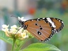 美麗的樺斑蝶