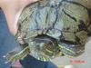[Casio]海邊的小龜龜