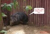 有袋動物 wombat - 袋熊，暱稱"王八熊"(英文諧音)