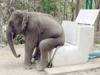 大象坐馬桶‏