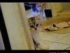 [Fujifilm(富士)]口爱的小小猫两个月大