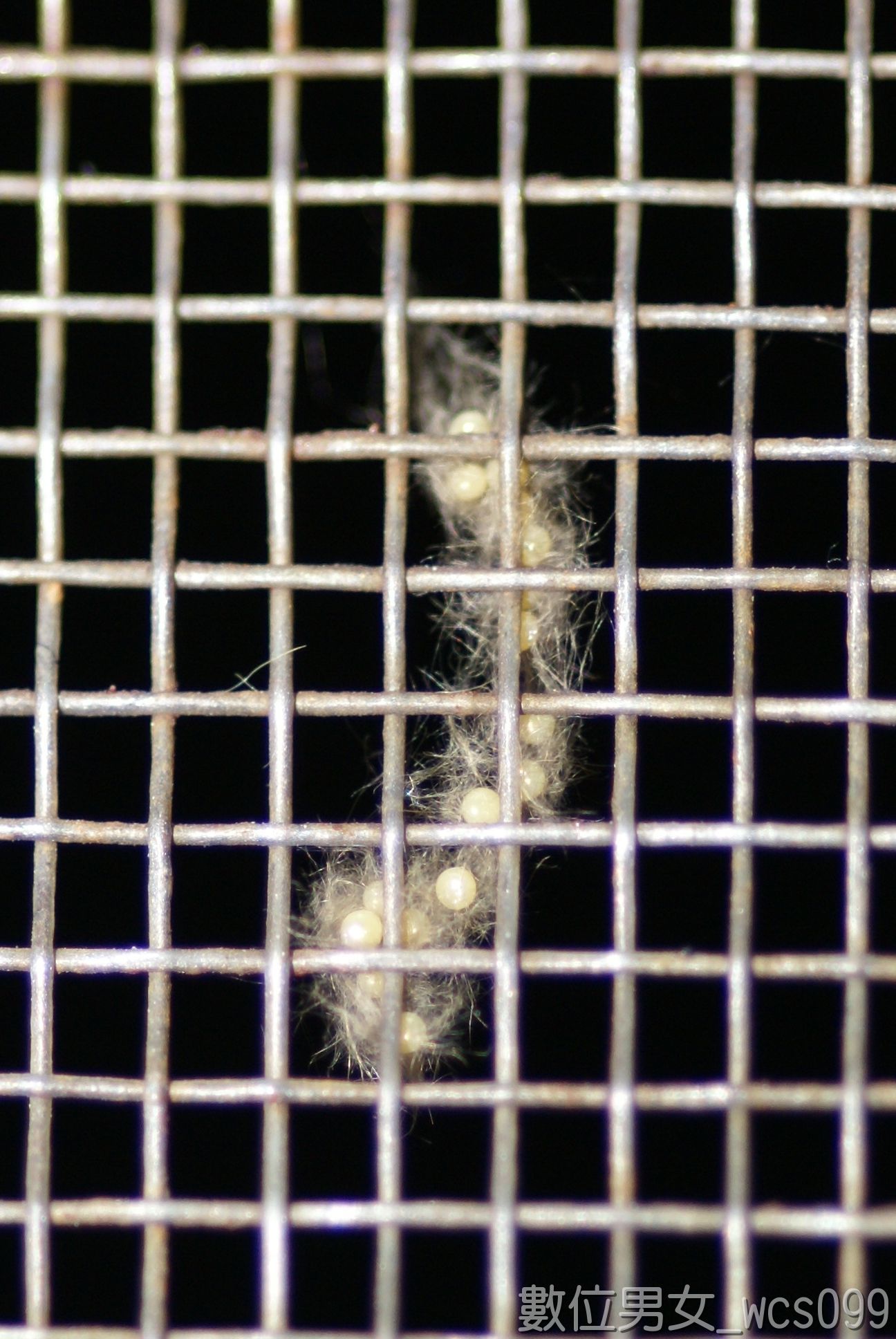 蝙蝠蛾卵图片