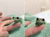 可愛小青蛙
