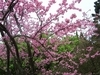 陽明山的櫻花