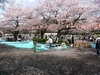 日本上野大觀光季的櫻花花海