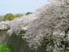 盛開的大板城櫻花