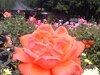[分享]手機拍的玫瑰花