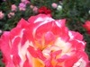 [分享][照相手機]玫瑰花 2
