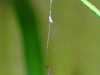 [SONY]微距的蜘蛛
