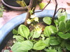 [Digimaster]盆栽長出來的小植物~小黃花
