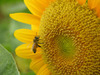 [Nikon/Nikkor]蜜蜂愛向日葵