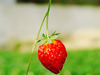 [SONY]大湖草莓