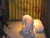 [Canon]兩隻搞不懂的豬!!