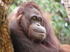 [Panasonic]新竹動物園-大猩猩