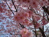 [SONY]武陵農場的櫻花