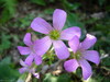 [Panasonic]可愛的小紫花