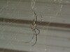 [KonicaMinolta]看起還好兇的蜘蛛