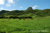 [Nikon/Nikkor]大尖山下的牛群