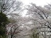 [Canon]日本櫻花