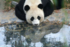 熊猫宝宝泰山