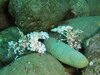 釉彩蝦照片