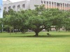 [Olympus]中央大學的大樹