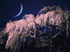 月光下的櫻花樹