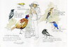 金門旅遊的鳥類紀錄