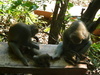[Panasonic]柴山上的猴子顯露出母愛天性