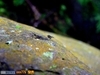 [Panasonic]昆蟲的小世界