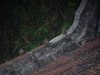 [SONY]屋頂上的麻雀