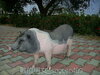 [Mamiya]學校今天早上來了一隻豬