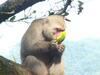 [Panasonic]柴山上面的猴子吃果皮