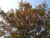 [Panasonic]楓葉代表秋天的感動
