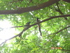 [SONY]樹上的鳥兒