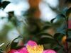 [Nikon/Nikkor]中台花園的小花