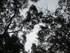 [SONY]樹梢的邊緣