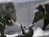 兩隻大象欺侮一隻小象