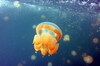 帛琉潛旅Part4 水母湖及麒麟魚(Jellyfish lake)
