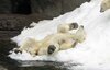 SOS(超重要一定要看)北極熊快沒地方生存了!