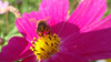[SONY]蜂與花的對話