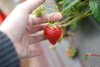 [Nikon/Nikkor]大湖 草莓