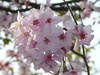 2008竹子湖 看櫻花 想與朋友共享