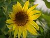 [Pentax] 太陽花