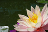 [SONY]小池塘上的一朵花