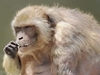 您看過~世界上最胖的猴子嗎?