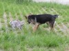 兔子大戰狼犬