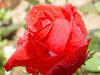 紅玫瑰含苞待放